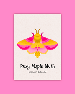 Butterfly & Moth Art Prints