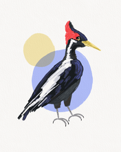 Load image into Gallery viewer, Ivory-billed woodpecker
