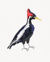 Load image into Gallery viewer, Ivory-billed woodpecker
