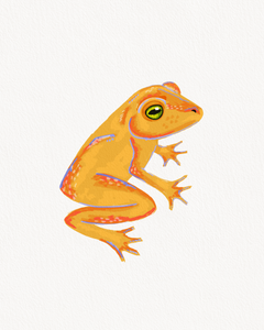The Golden Toad